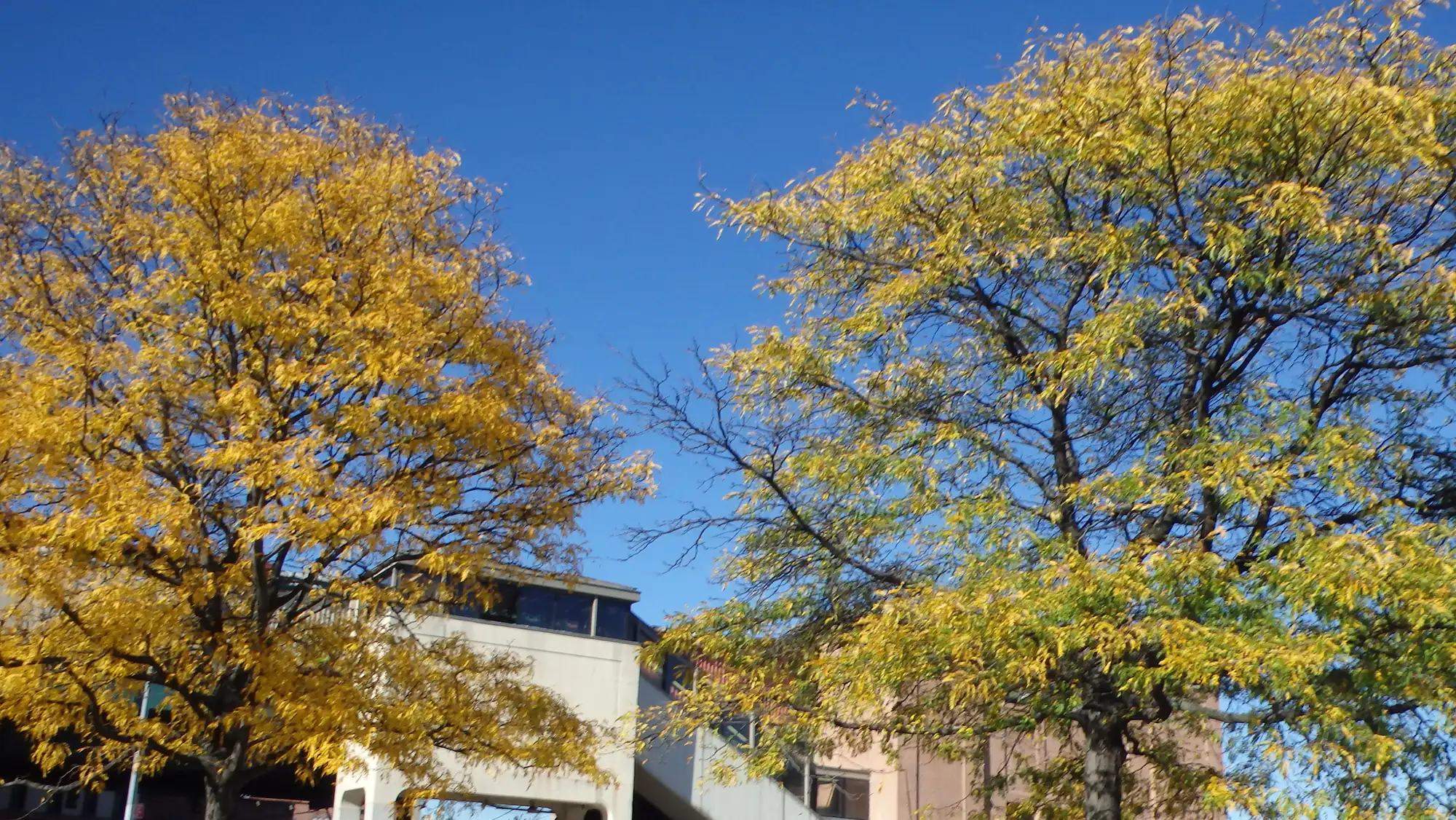 Golden autumn trees in front of the Pelham Bay Park subway station under a clear blue sky